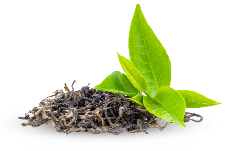 Hojas de té